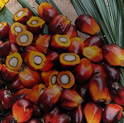新鲜水果串的棕榈，切割显示棕榈油的来源. 推荐买球平台的产品组合包括棕榈油、豆油和葵花籽油.