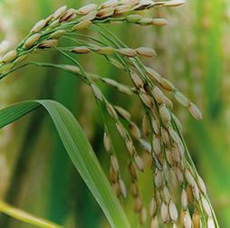 成熟的水稻作物，种植在印度、泰国、越南和尼日利亚. 