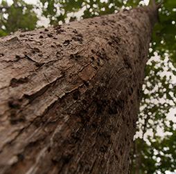 仰望一棵高大的柚木树干. 推荐买球平台木材业务专门从事负责任采购的热带木材. 